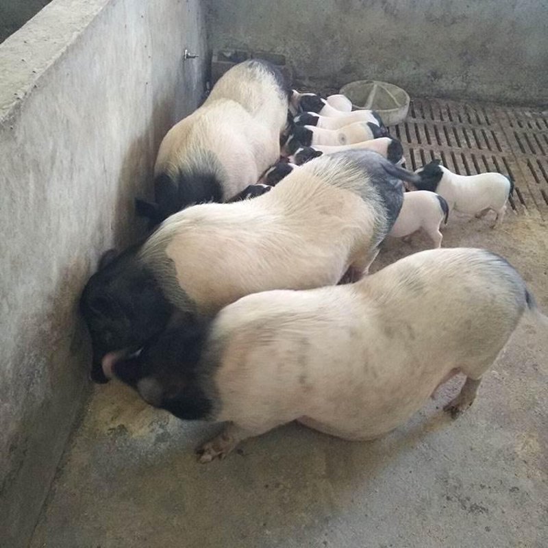 猪崽批发