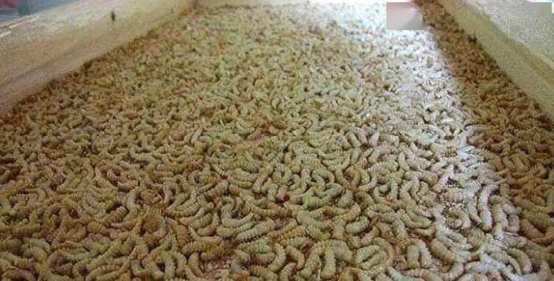 鹏程特种养殖
