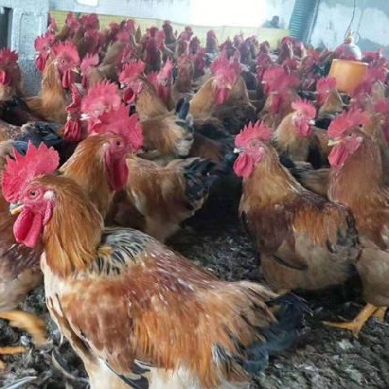 特种养殖：如何突破传统，实现高效收益？