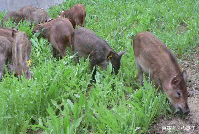 野猪养殖